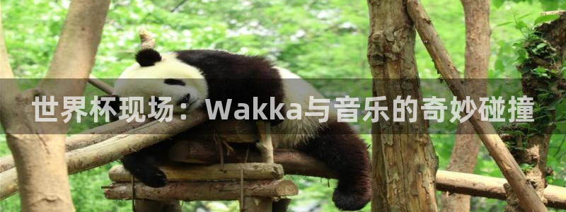 2026世界杯赛制：世界杯现场：Wakka与音乐的奇妙碰撞